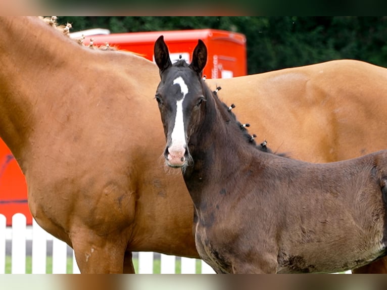 Hanoverian Stallion  Black in Celle