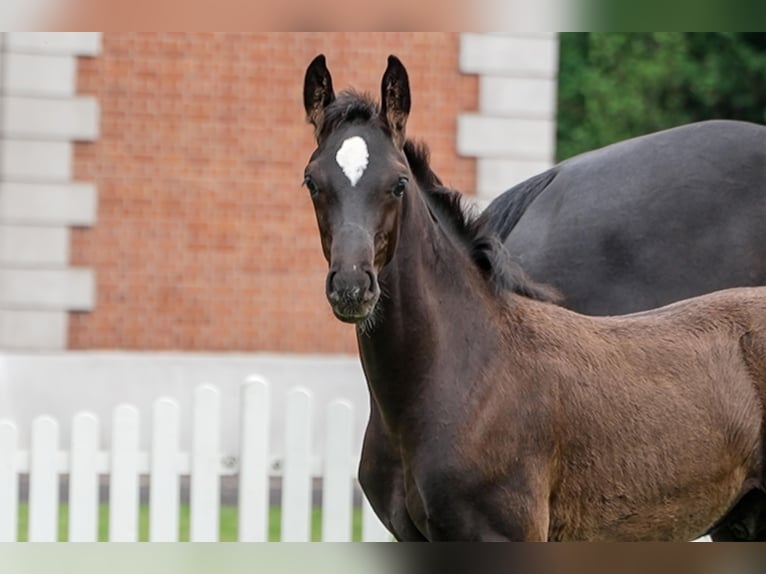 Hanoverian Stallion  Black in Celle