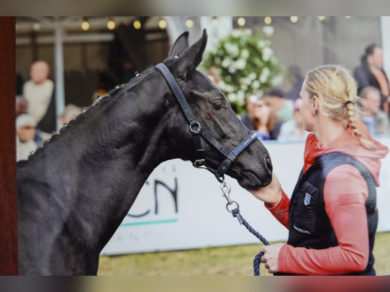 Hanoverian Stallion Foal (05/2025) Black in Dornumersiel