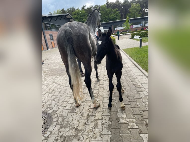 Hanoverian Stallion Foal (04/2026) Black in Eschweiler