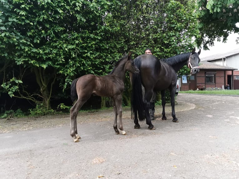 Hanoverian Stallion  Black in Goslar Goslar