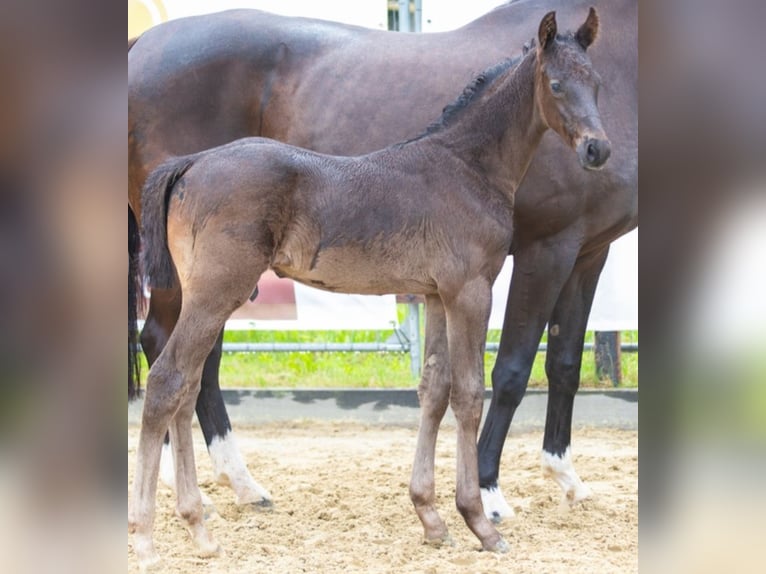 Hanoverian Stallion Foal (05/2024) Black in Grasberg