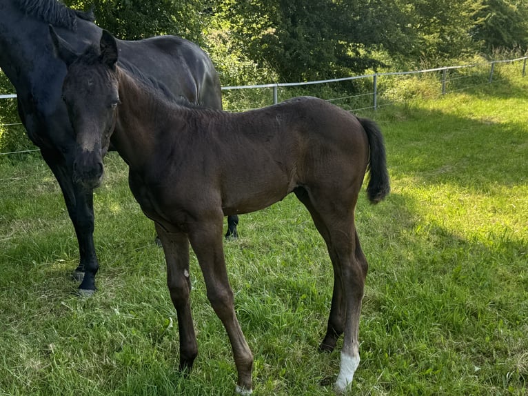 Hanoverian Stallion  Black in Kirchn&#xFC;chelKirchn&#xFC;chel