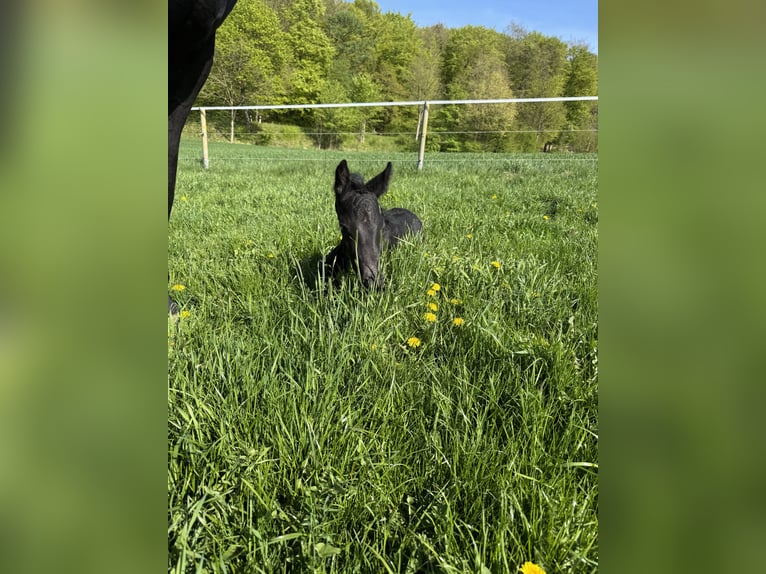 Hanoverian Stallion  Black in Kirchn&#xFC;chelKirchn&#xFC;chel