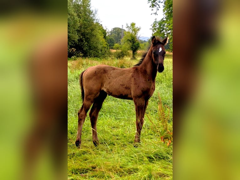 Hanoverian Stallion Foal (04/2026) Black in Lauenhagen