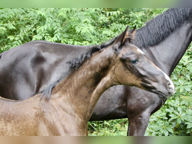Hanoverian Stallion Foal (05/2025) Black in Lindern (Oldenburg)