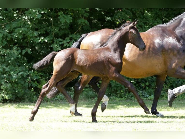 Hanoverian Stallion Foal (05/2024) Black in Lüchow