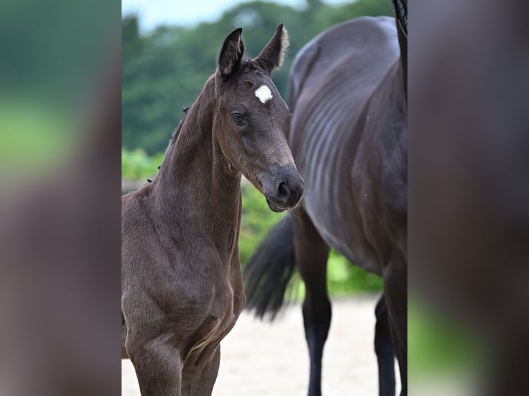 Hanoverian Stallion Foal (05/2025) Black in M&#xFC;nchen