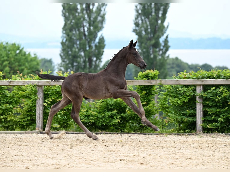 Hanoverian Stallion Foal (05/2025) Black in M&#xFC;nchen
