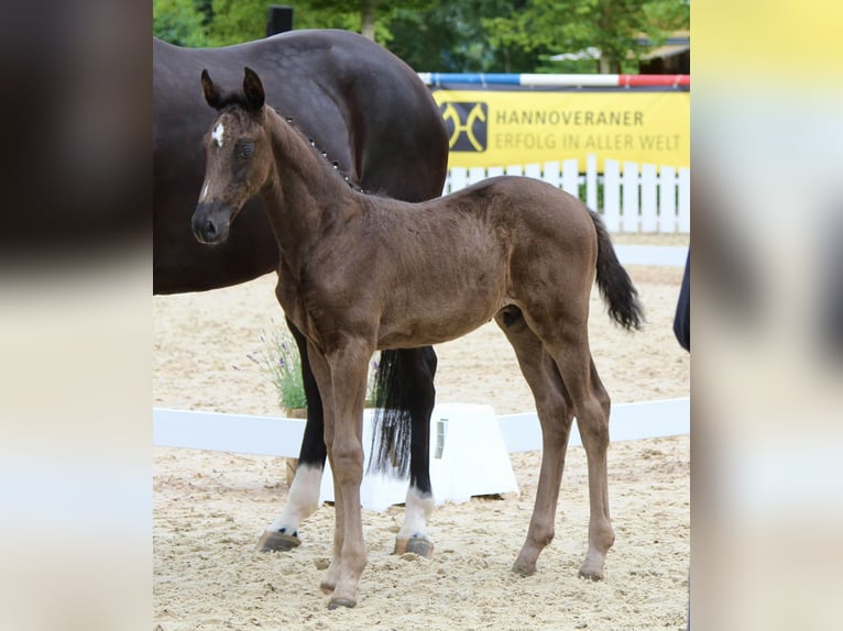 Hanoverian Stallion  Black in Niendorf
