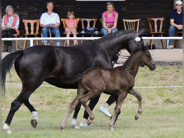 Hanoverian Stallion  Black in Niendorf