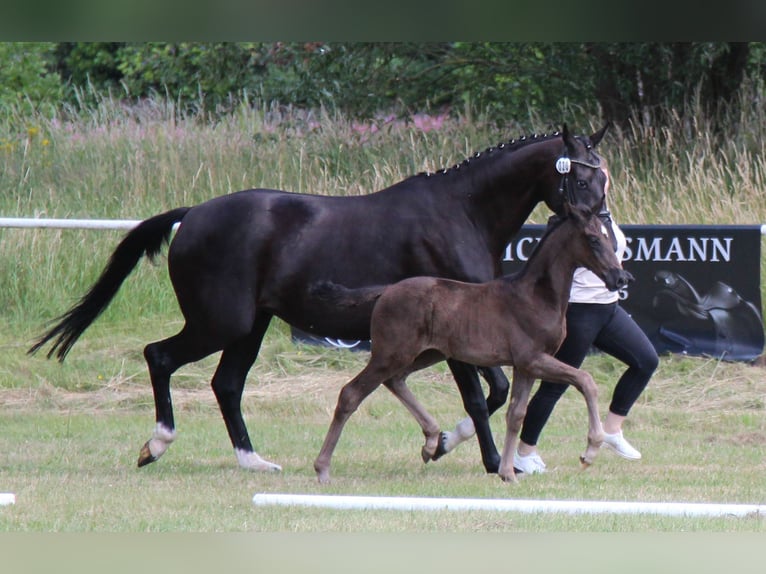 Hanoverian Stallion  Black in Niendorf
