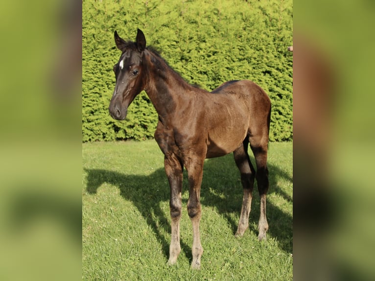 Hanoverian Stallion Foal (05/2025) Black in Niendorf