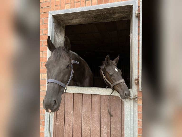 Hanoverian Stallion Foal (05/2025) Black in Niendorf