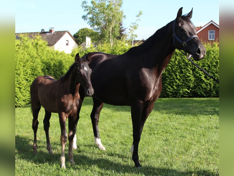 Hanoverian Stallion Foal (05/2025) Black in Niendorf