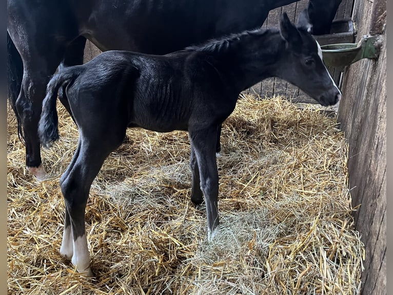 Hanoverian Stallion  Black in Odisheim