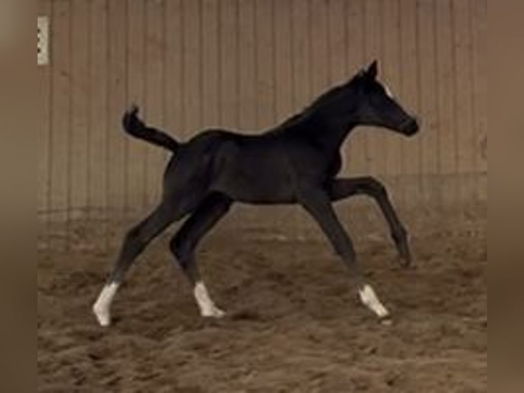 Hanoverian Stallion  Black in Odisheim