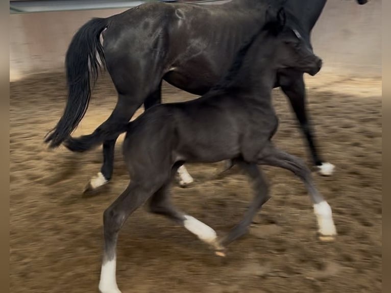 Hanoverian Stallion  Black in Odisheim