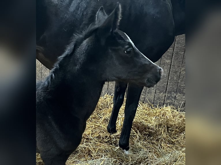 Hanoverian Stallion  Black in Odisheim