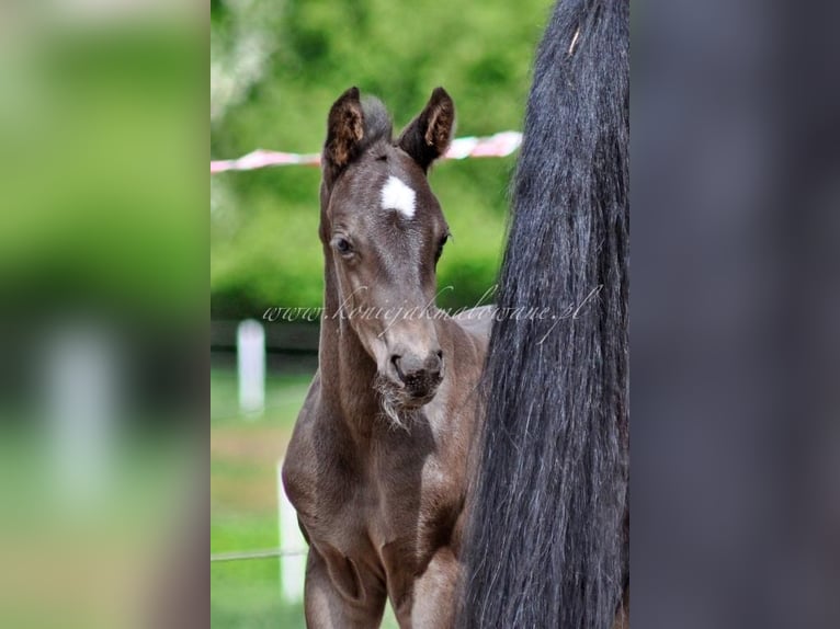Hanoverian Stallion  Black in Pilchowo