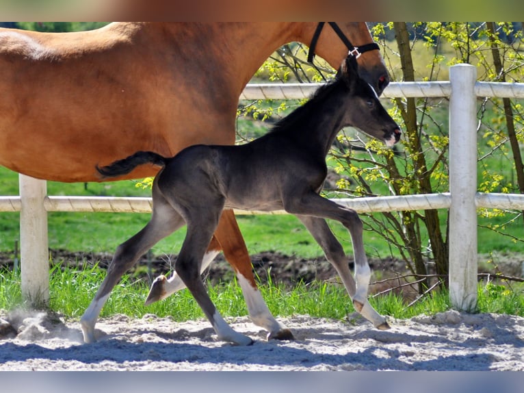 Hanoverian Stallion  Black in Pilchowo