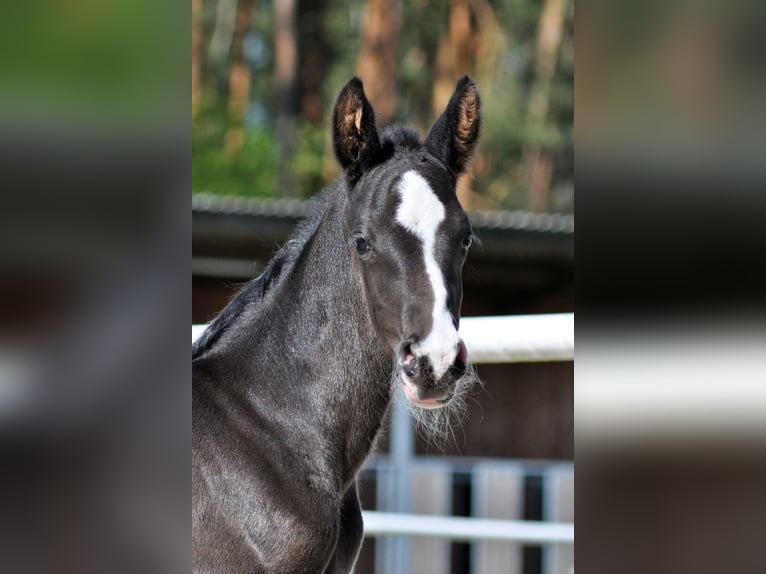 Hanoverian Stallion  Black in Pilchowo