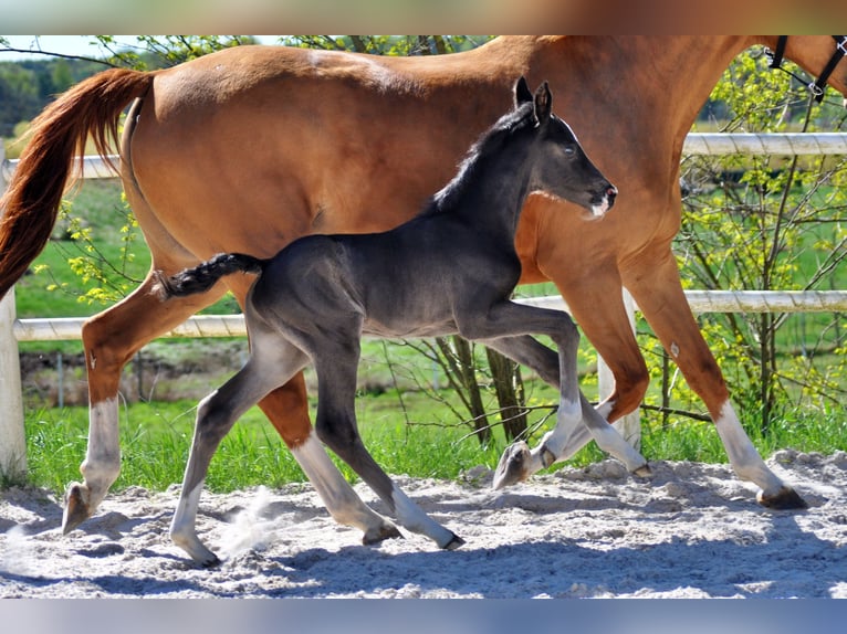 Hanoverian Stallion  Black in Pilchowo