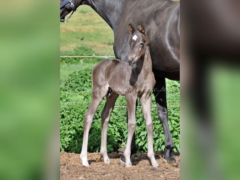 Hanoverian Stallion  Black in Pilchowo