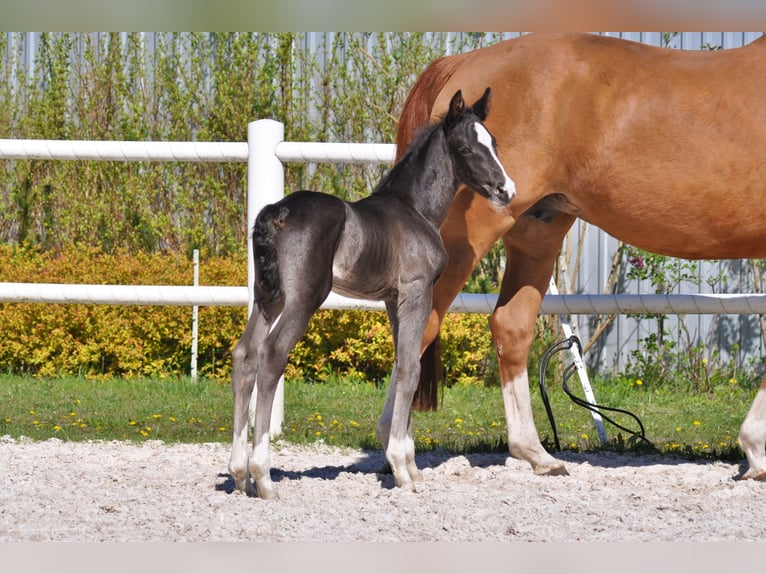 Hanoverian Stallion  Black in Pilchowo