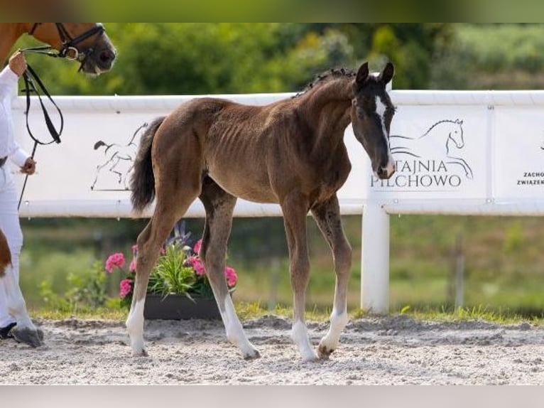 Hanoverian Stallion  Black in Pilchowo