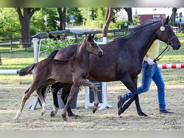 Hanoverian Stallion  Black in Breddorf