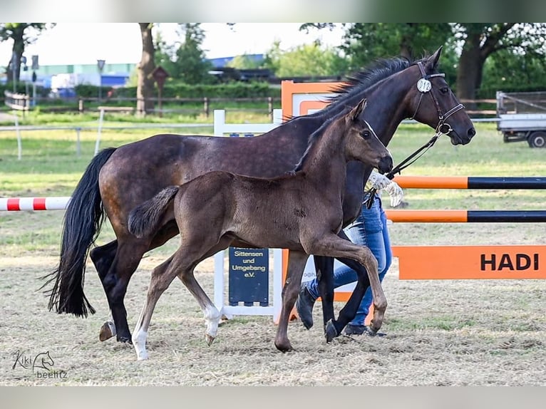 Hanoverian Stallion  Black in Breddorf