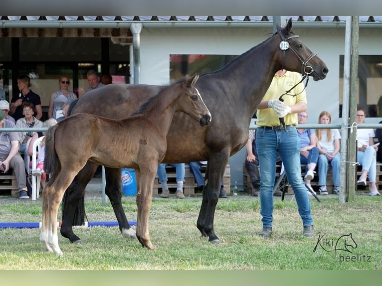 Hanoverian Stallion  Black in Breddorf