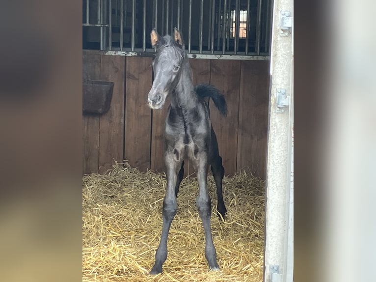 Hanoverian Stallion Foal (05/2026) Black in Friedeburg