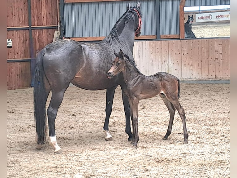 Hanoverian Stallion Foal (05/2026) Black in Stade