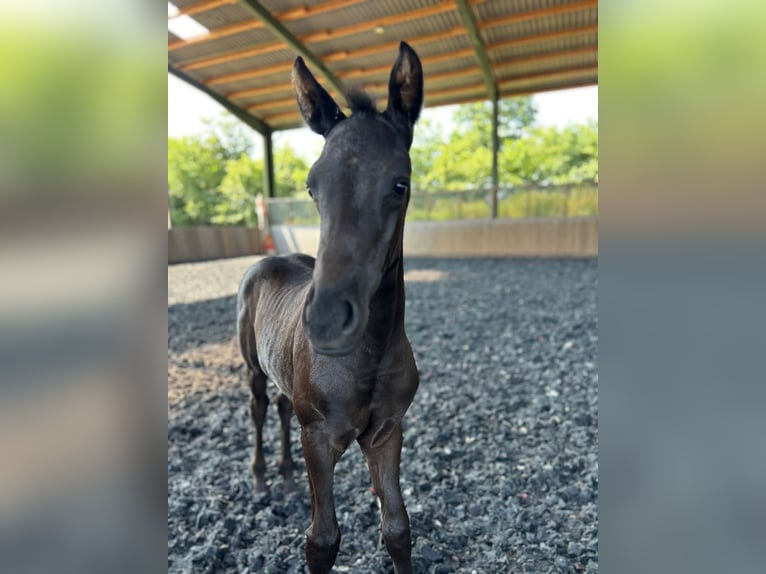 Hanoverian Stallion  Black in Spelle