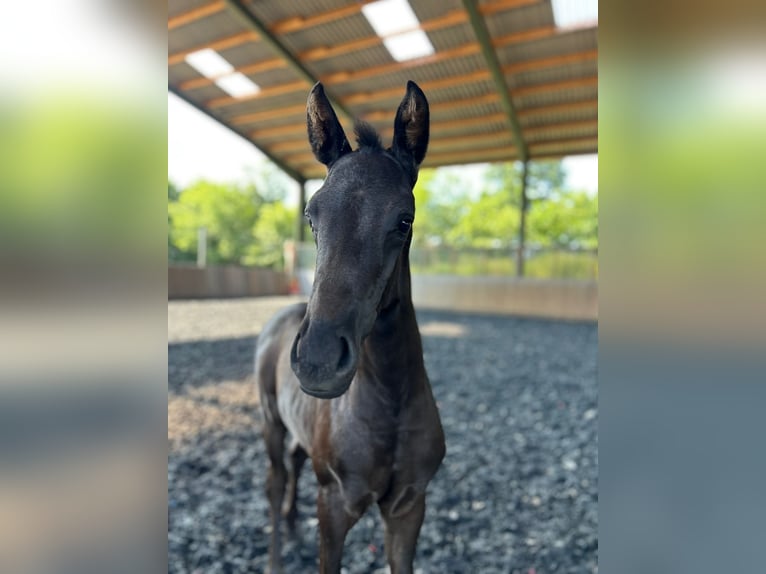 Hanoverian Stallion  Black in Spelle