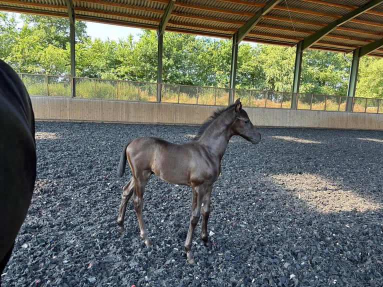 Hanoverian Stallion  Black in Spelle
