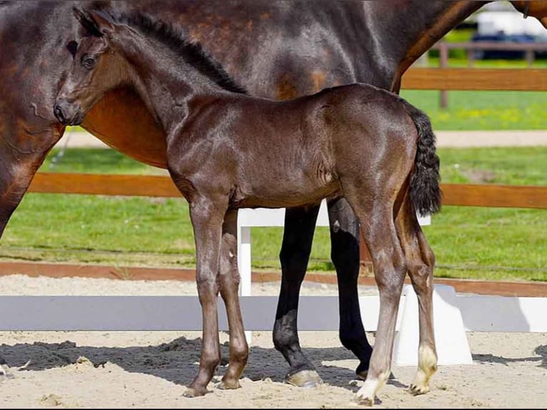 Hanoverian Stallion  Black in Verden (Aller)