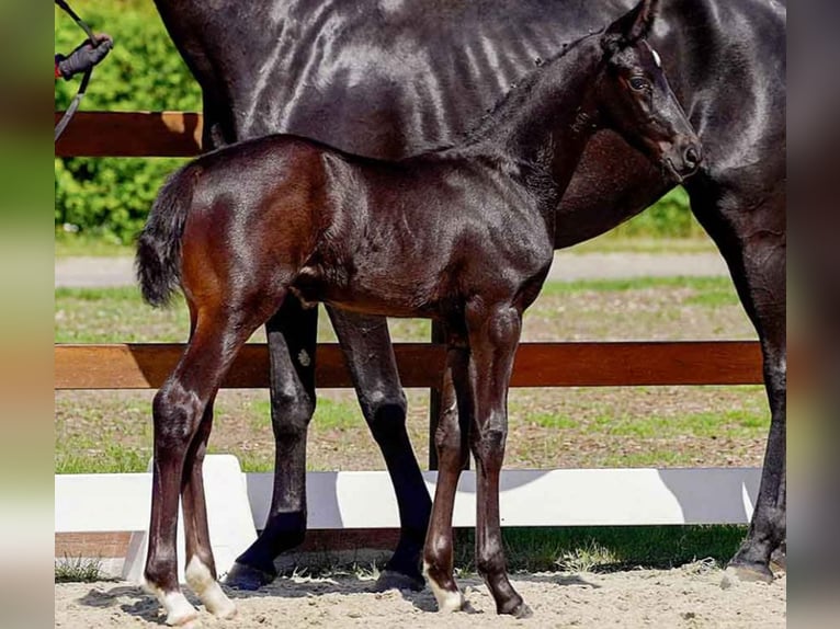 Hanoverian Stallion  Black in Verden (Aller)