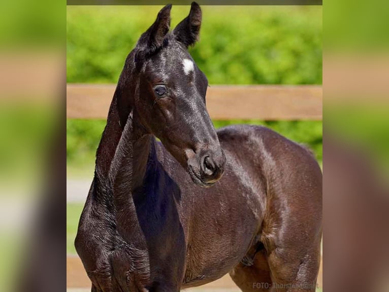 Hanoverian Stallion  Black in Verden (Aller)