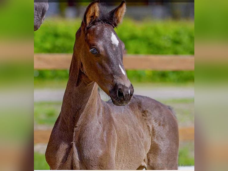 Hanoverian Stallion  Black in Verden (Aller)
