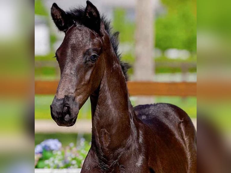Hanoverian Stallion  Black in Verden (Aller)