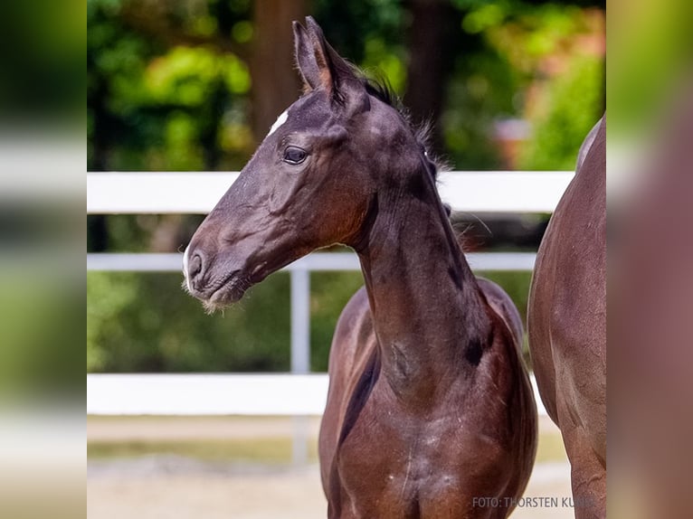 Hanoverian Stallion Foal (06/2026) Black in Verden