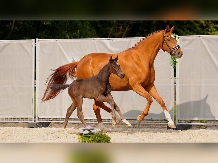 Hanoverian Stallion  Black in Wangerland Hohenkirchen