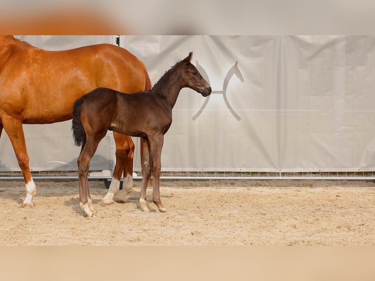 Hanoverian Stallion  Black in Wangerland Hohenkirchen