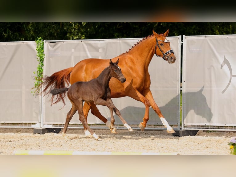 Hanoverian Stallion  Black in Wangerland Hohenkirchen