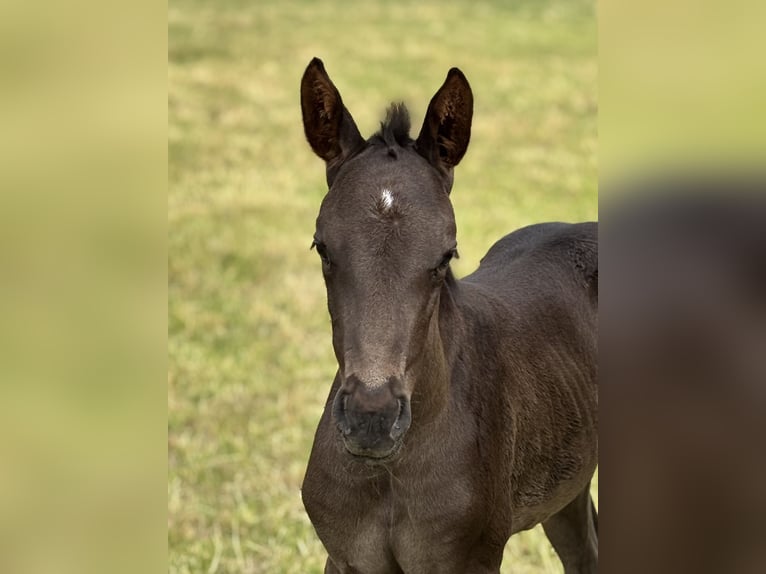 Hanoverian Stallion  Black in Weyhe