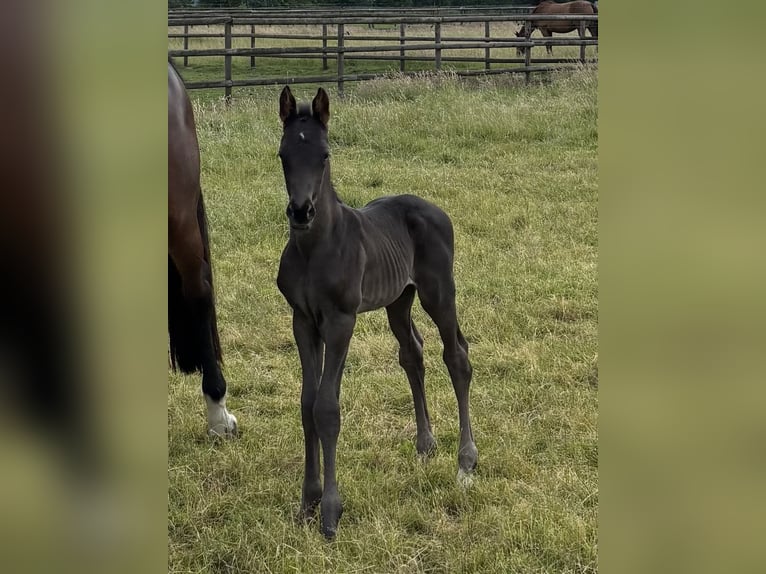 Hanoverian Stallion  Black in Weyhe
