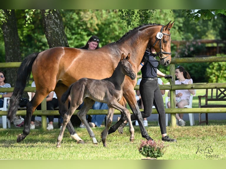 Hanoverian Stallion  Black in Weyhe